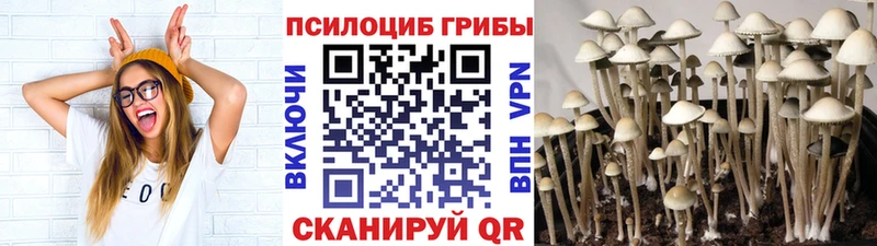 blacksprut ONION  Гулькевичи  Галлюциногенные грибы Cubensis 